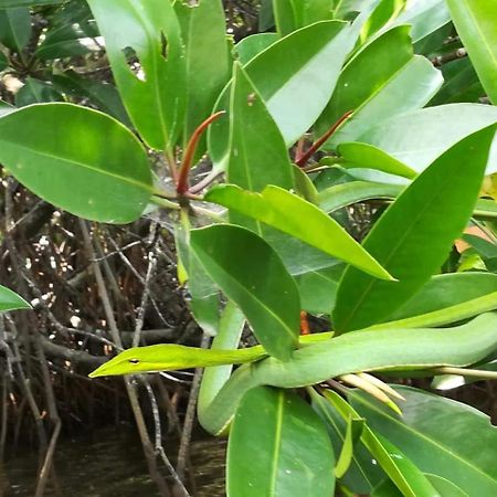לינה וארוחת בוקר בנטוטה Vivid Lanka מראה חיצוני תמונה