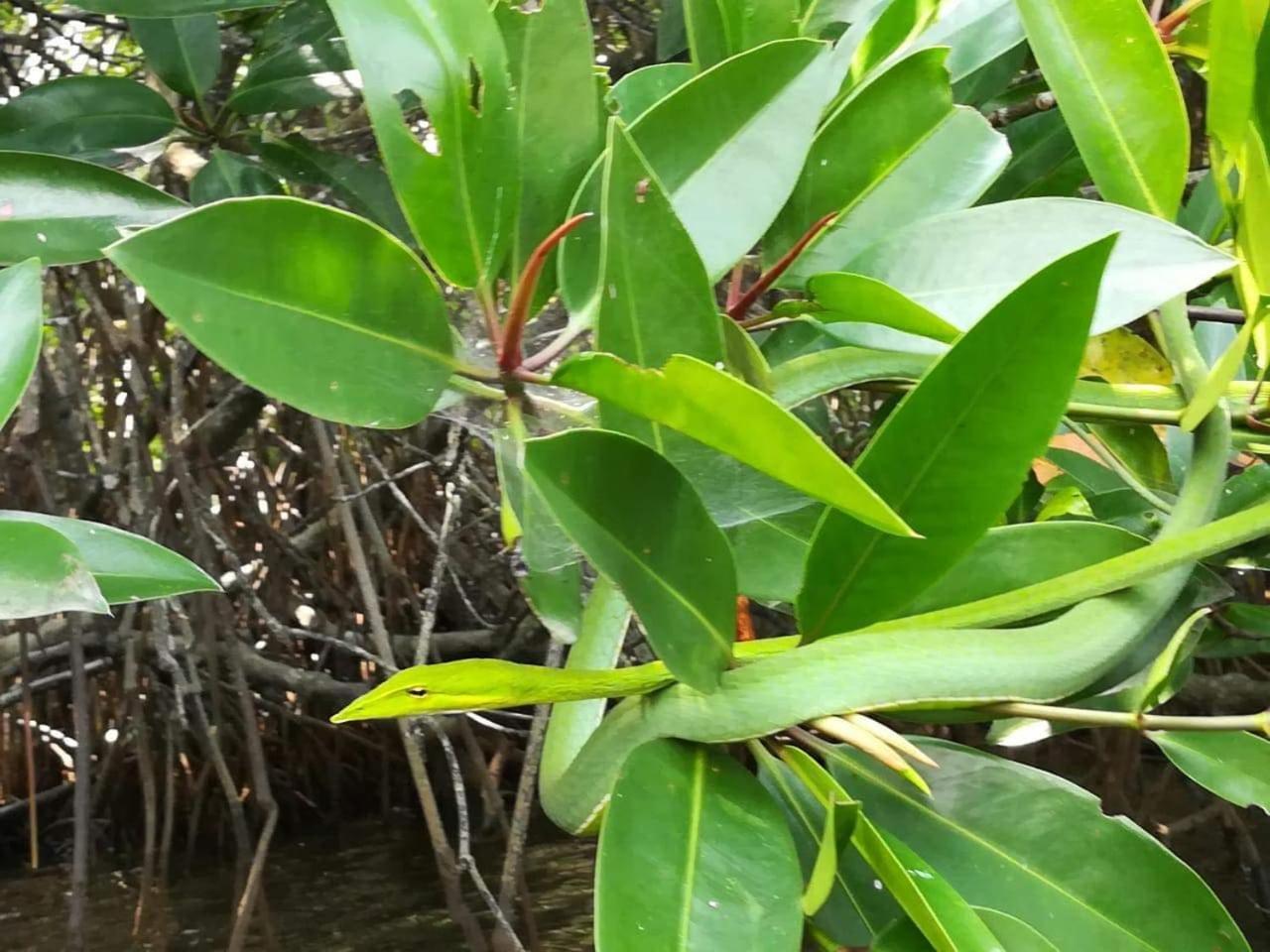 לינה וארוחת בוקר בנטוטה Vivid Lanka מראה חיצוני תמונה