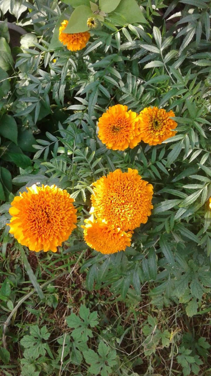 לינה וארוחת בוקר בנטוטה Vivid Lanka מראה חיצוני תמונה